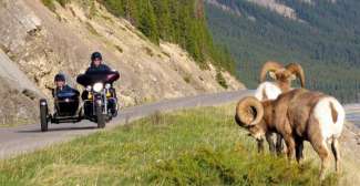 Big Horn schaap in Canada