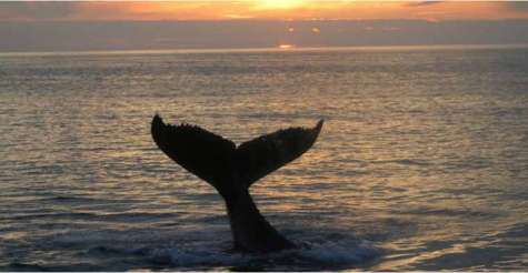 Excursie whalewatching en wildlife viewing in Digby, Nova Scotia boekt