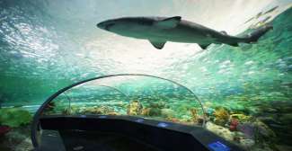 Een haai in Ripley's Aquarium
