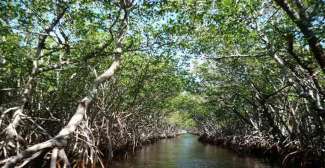 Maak een tour door een Mangrove bos in het Nationale Park de Everglades.