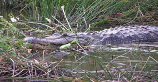 Onder andere de Amerikaanse alligator bevindt zich in de Everglades.