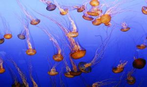 Monterey Bay Aquarium - Kwallen