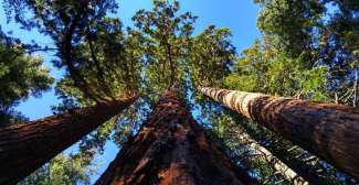 Ontdek de gigantische sequoia-bomen in Sequoia National Park.