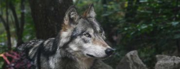 Fargo Grey Wolf