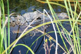 Everglades NP is een natuurlijke verblijfplaats van tal van bedreigde diersoorten.