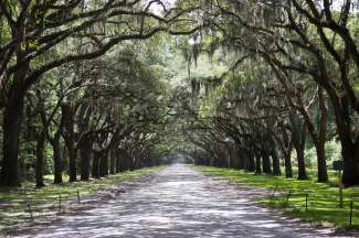 De bomen van Wormsloe Plantation Savannah geven de typische sfeer van de Zuidstaten weer.