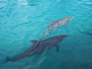 Dolfijnen in Florida