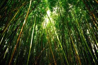 Het Bamboo Forest op Maui ligt aan de Pipiwai Trail.