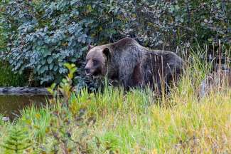 Boo de beer in het Grizzly Bear Refuge