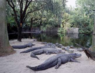 Bein einem Besuch in Tampa, empfehlen wir einen Ausflug nach Busch Gardens.