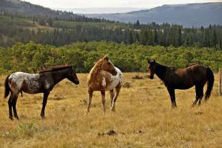 Wilde paarden in de middle of nowhere in Montana, VS.