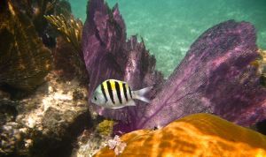 Onderwaterwereld Florida Keys