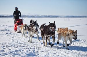 Dog sledding Alaska