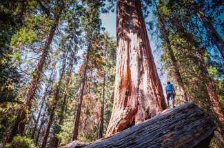 Een mammoetboom wordt gigantisch groot. De grootste is 83 meter hoog en heeft een omtrek van 31 meter! Deze boom heet de General Sherman Tree.