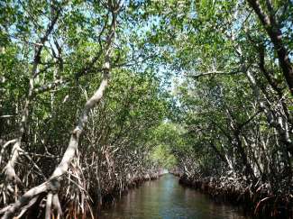 Everglades National Park heeft vele indrukwekkende Mangroves waar u doorheen kunt varen.