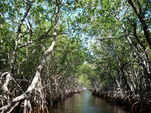 Mangrovebos in de Everglades