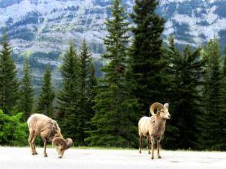 Op uw route door Banff National Park kunt u veel dieren tegenkomen zoals onder andere elanden, berggeiten en eekhoorns.