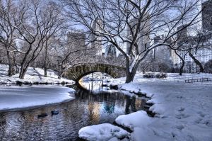 Winter in Central Park.