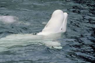 Beluga-walvissen zijn erg vriendelijke en nieuwsgierige dieren.