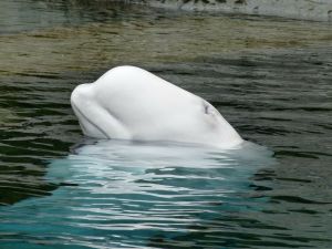 Beluga walvis