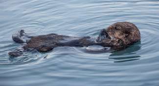 Bekijk de schattige otters terwijl je door Alaska reist.