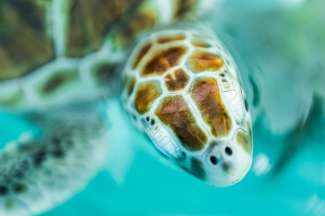 Zeeschildpadden op Isla Mujeres